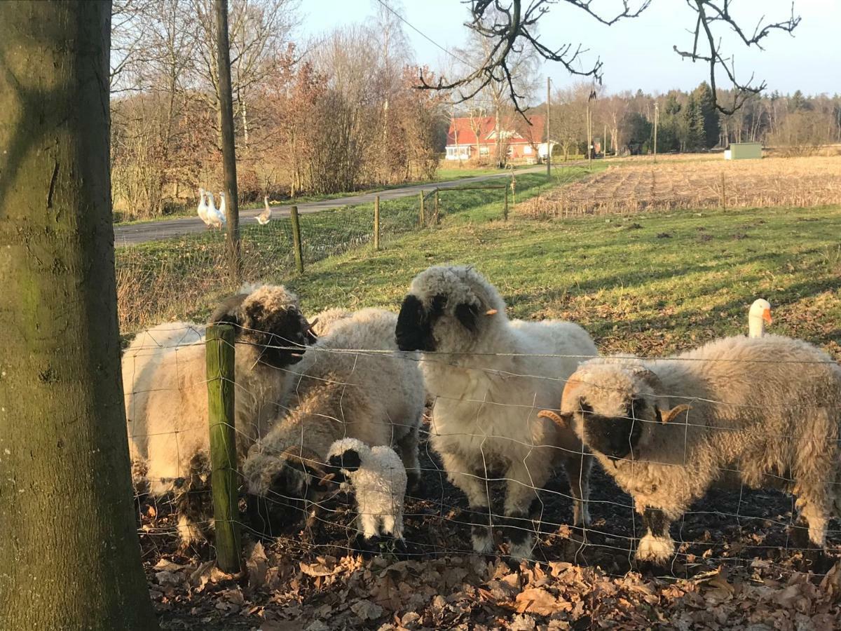 Ferienwohnung Am Komisenpad Sudlohn Bagian luar foto